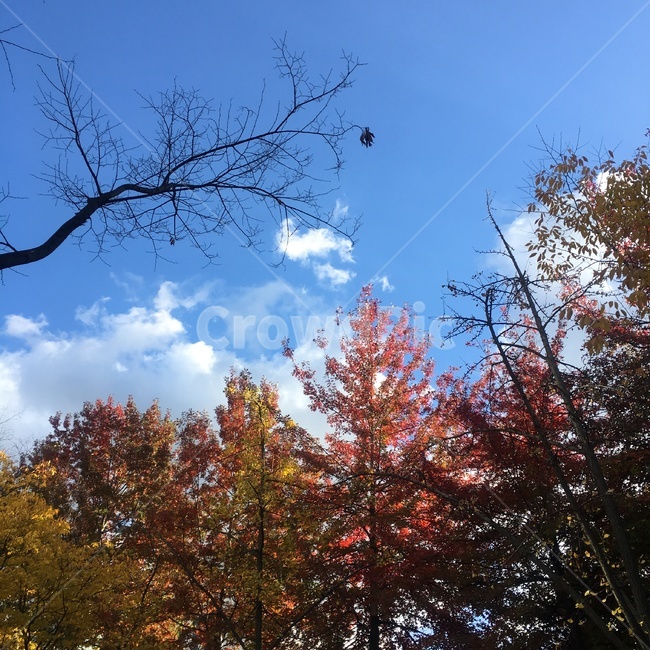 가을,단풍,낙엽,하늘,풍경,배경,자연,풍경,nature,landscape,tree,나무,plant,식물,leaf,잎