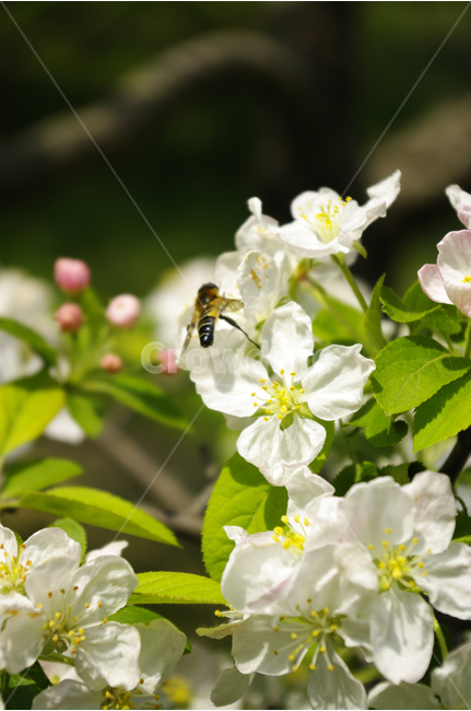 꽃사과,식물,flower,plants,nature,꽃,꽃봉오리,color,나무,벌,식물,자연,plants,nature,꽃,flower,동물,animal,곤충,벌레,insect,bug