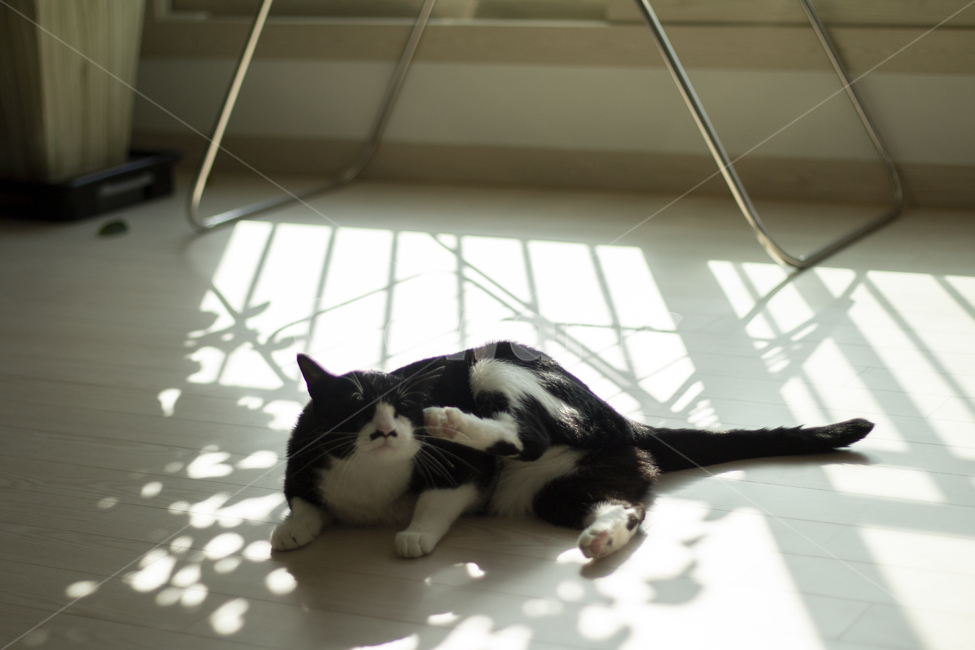 고양이,동물,cat,animal,cut,pet,동물,animal,포유류,mammal,고양이,cat,kitten,kitty