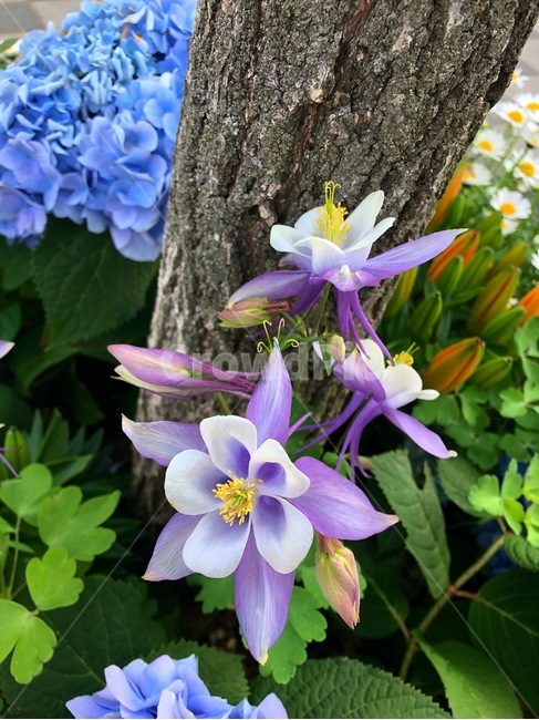 꽃,식물,자연,아름다운,flower,nature,colorful,plant,연보라