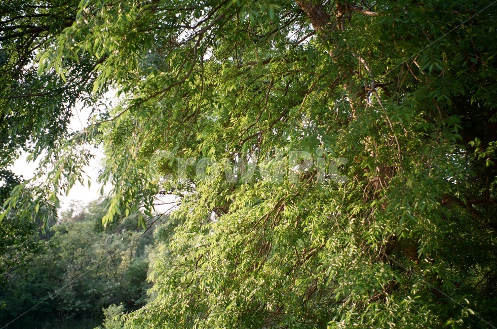 나무,필름사진,산,여름,자연,식물,자연,풍경,nature,landscape,outdoors,옥외,vegetation,초목,plant,garden,정원