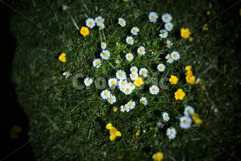 꽃,노랑꽃,꿋꿋함,자연,초록,식물,자연,plants,nature,꽃,flower