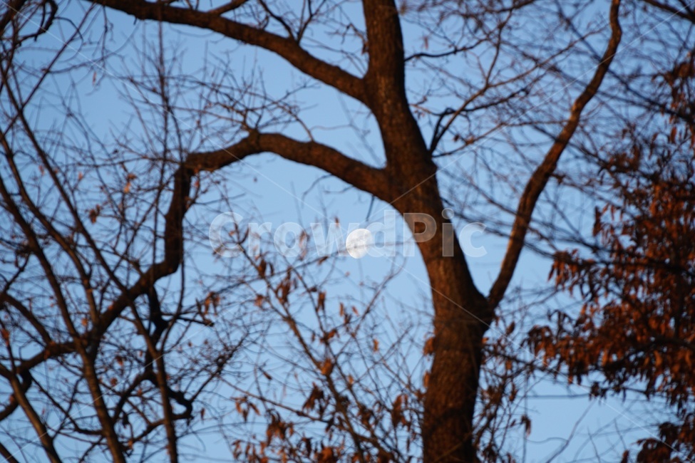 나무,달,시골,하늘,풍경,식물,자연,plants,nature,나무,trees,wood