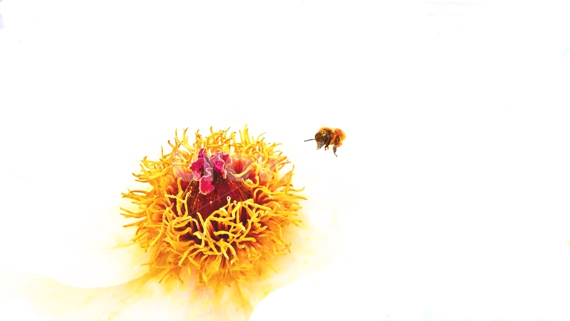 insect,곤충,bee,벌,animal,동물