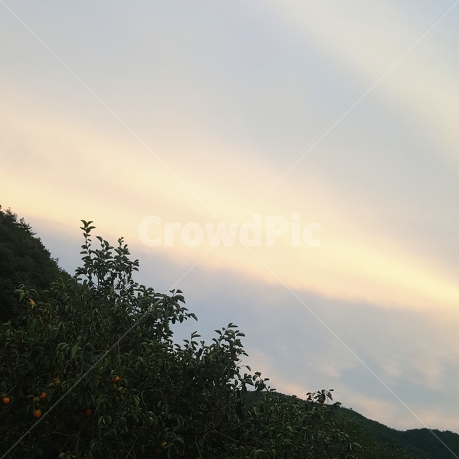 풍경,하늘,구름,시골,노을,나무,저녁