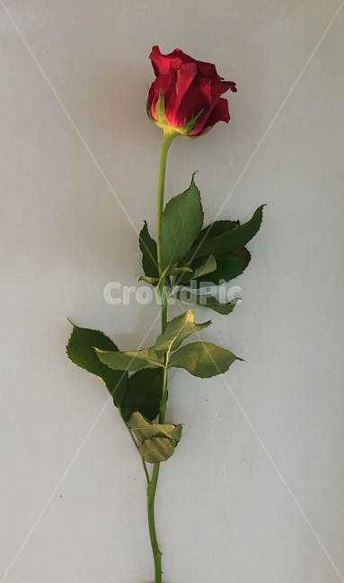 장미,한송이,빨간,배경화면,rose