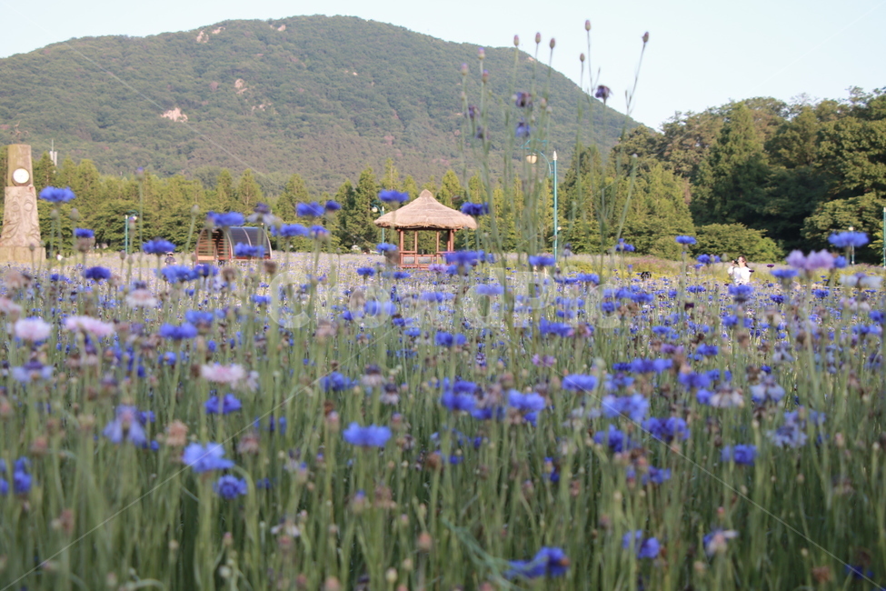 수레국화,보라,여름꽃,여름,인천대공원,자연,풍경,nature,landscape,식물,plants,꽃,flower,plant,blossom