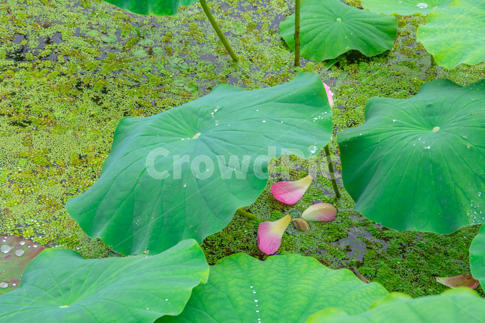 연꽃,연못,여름,꽃,아름다움,식물,자연,plants,nature,꽃,flower