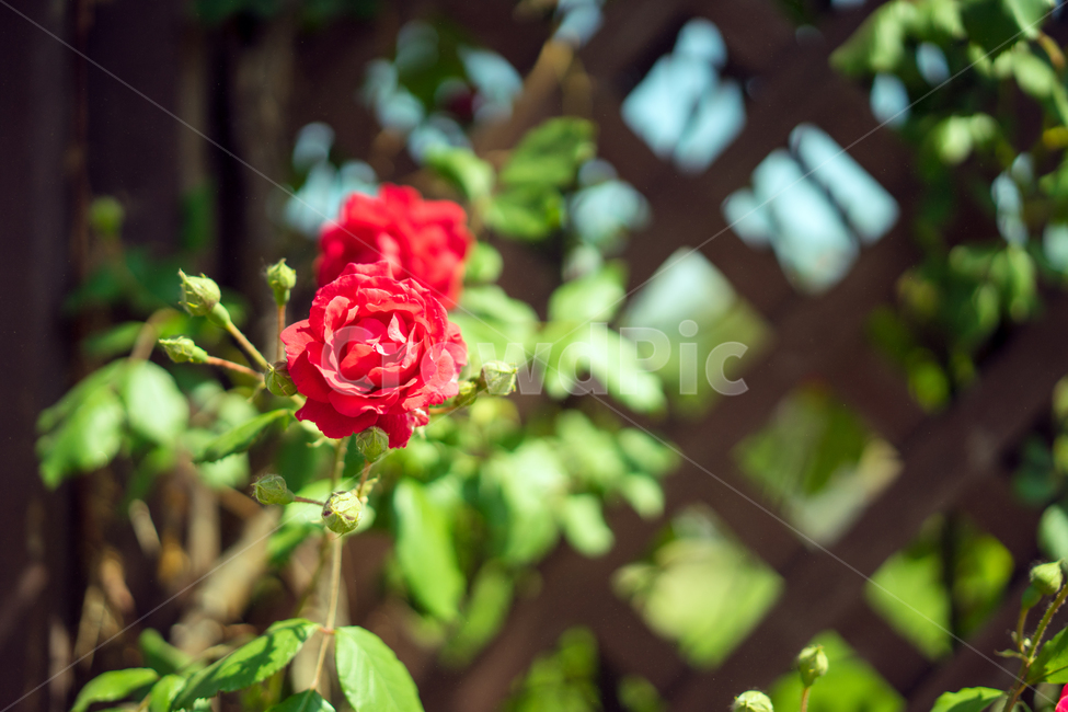꽃,장미,봄,봄꽃,자연,감성,장미꽃,식물,자연,plants,nature,꽃,flower,감성,sensible,feeling