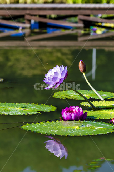 수련,에이트런스,청순,반영,연못,습지,연꽃,연,꽃,flower,식물,감성,수상식물,식물,자연,plants,nature