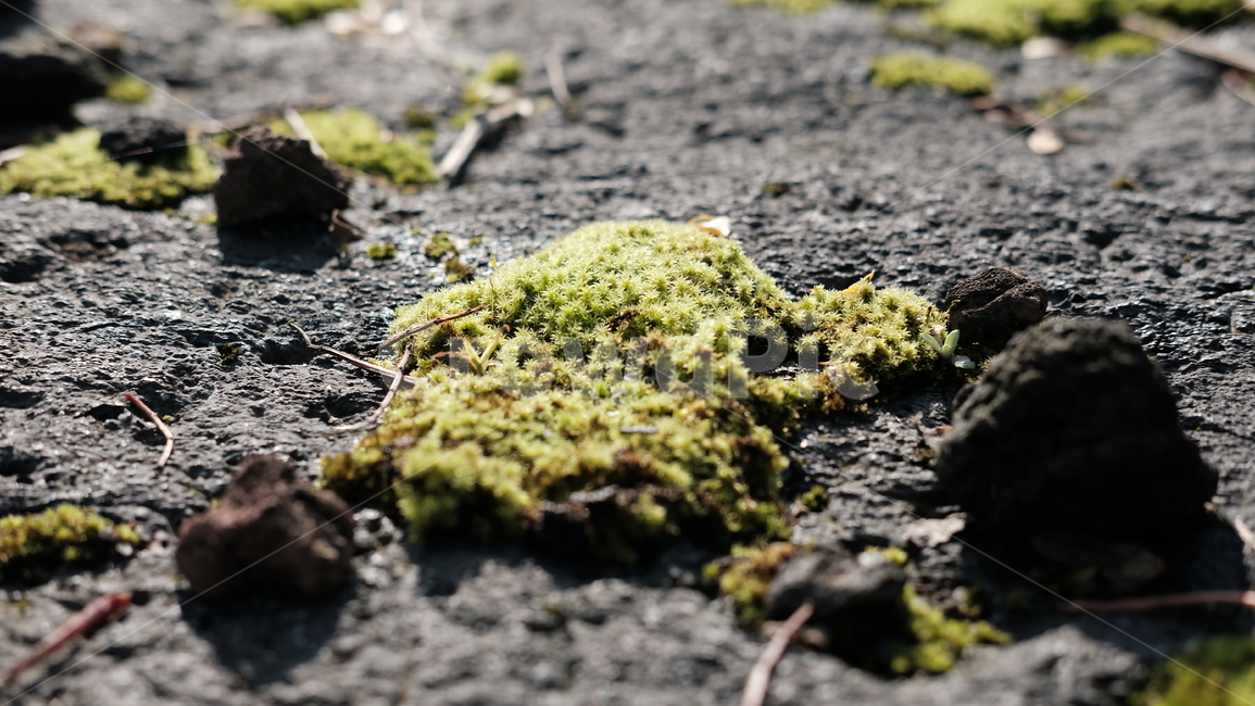 이끼,제주,돌,자연,moss,nature,jeju,rock