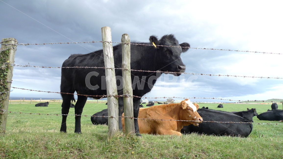 소,cow,animal,cattle,동물,동물,animal,포유류,mammal