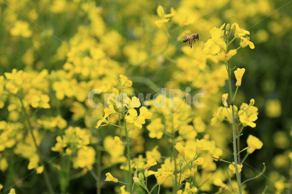 유채,유채밭,노랑,식물,유채꽃,봄,계절,spring,season,식물,자연,plants,nature,꽃,flower,동물,animal,곤충,벌레,insect,bug,bee,벌,invertebrate,무척추 동물