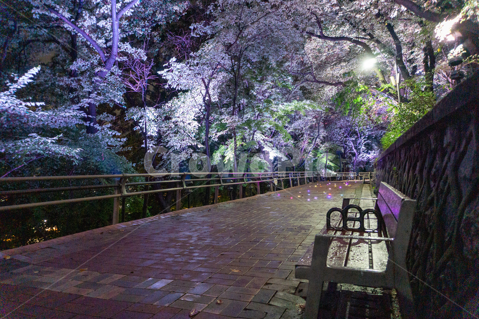 자유공원,산책,야경,벤치,공원,의자,bench,chair,prak,길,산길,숲,숲길,오솔길,수풀,나무,자연,led,조명,tree,통행로,path,nature