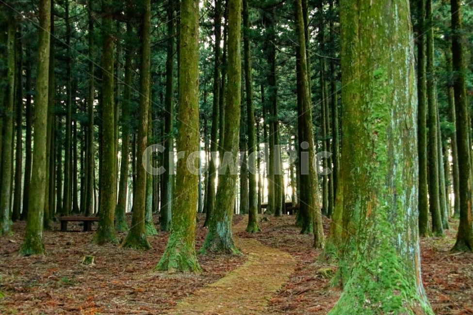 나무,자연,제주도,일상,여행,숲,자연,풍경,nature,landscape,식물,plants,나무,trees,wood,휴식,힐링,rest,relaxation,healing,tree,plant,vegetation,초목