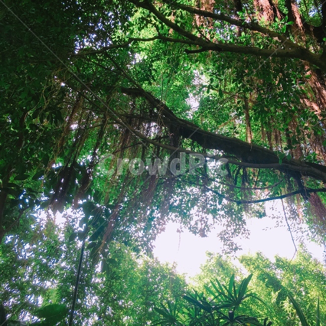 숲,나무,초록,홍콩,식물,자연,풍경,nature,landscape,vegetation,초목,plant,tree,jungle,밀림,land,땅,outdoors,옥외,rainforest,열대 우림