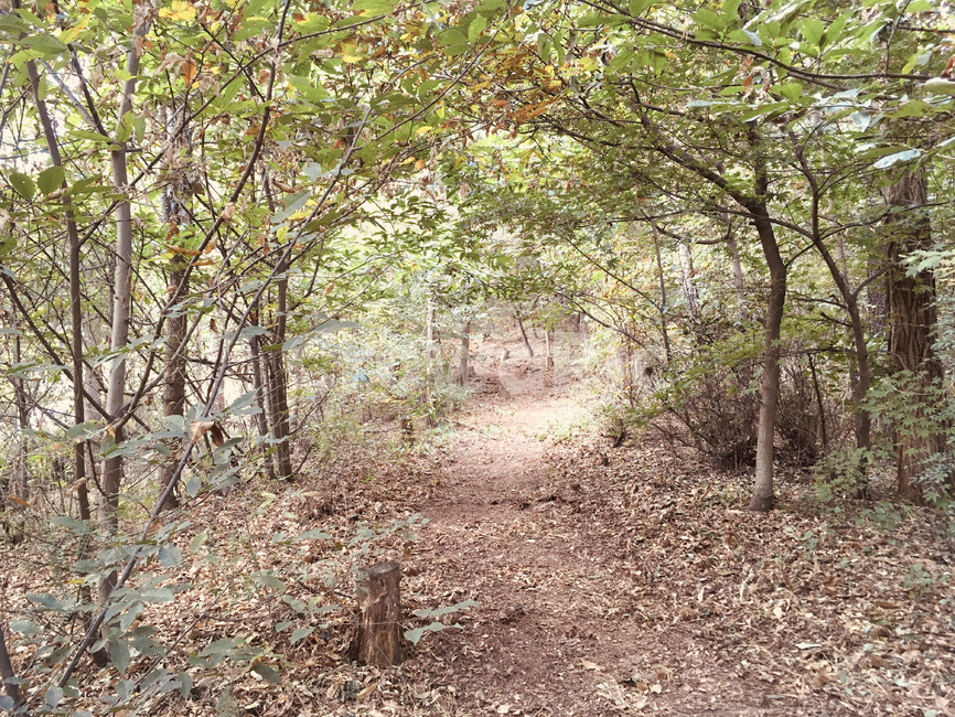 plant,식물,tree,나무,숲,숲속,숲길,forest,봄