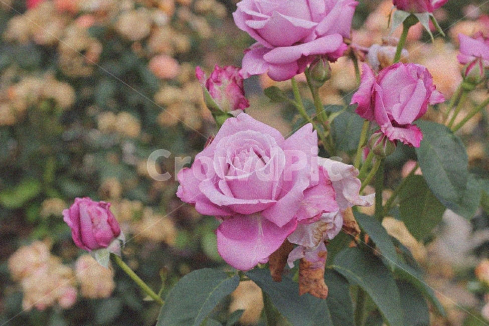 꽃,장미,로맨틱,낭만적인,낭만,로맨스,사랑,감성,감성사진,배경화면