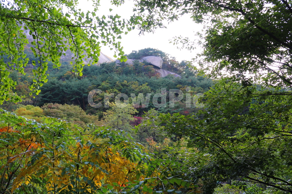 산,북한산,나무,식물,자연,풍경,등산로,산책로,공원,국립공원,북한산국립공원,은행나무,전나무,소나무,침엽수,자연,풍경,nature,landscape