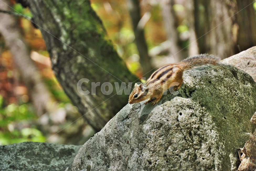 다람쥐,설악산,자연,nature,wild,야생,산,mountain,포유류