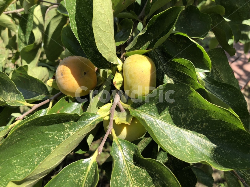 자연,식물,감,열매,나무,감나무,잎,나뭇잎,줄기,나뭇가지,초록,nature,green,fruit,과일,leaf,음식,food,계절,식물,자연,plants,nature,과일,열매,fruit