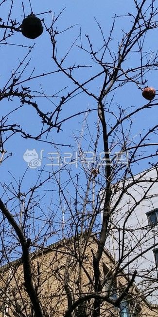 tree trunk,Fruit,plant,tree,winter