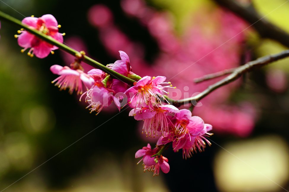 홍매화,한국자연,꽃,꽃사진,플라워,flower,봄,봄꽃,spring,식물,plants,자연,nature,풍경,landscape,계절,season,snap,스냅,접사,macro,closeup,클로즈업,감성사진,감성,힐링,healing,느낌,feel,feeling,꽃밭,화단,나무,나뭇가지,tree,꽃봉오리,4월,April,봄,계절,spring,season,식물,자연,plants,nature,꽃,flower,plant
