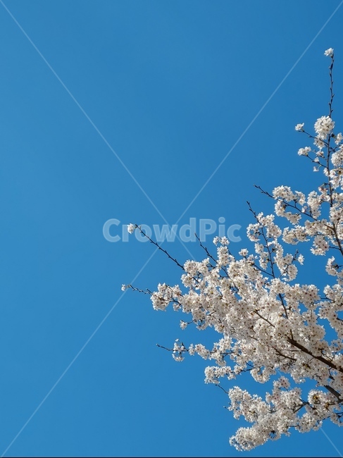 자연,nature,outdoors,옥외,벚꽃,하늘,나무,꽃