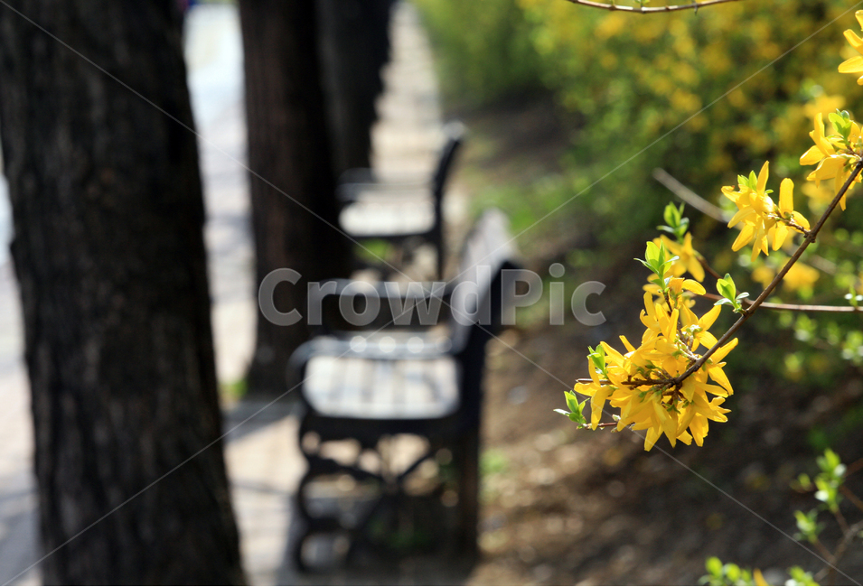 송파구,휴식,개나리,봄,의자,봄,계절,spring,season,식물,자연,plants,nature,꽃,flower,furniture,가구,plant