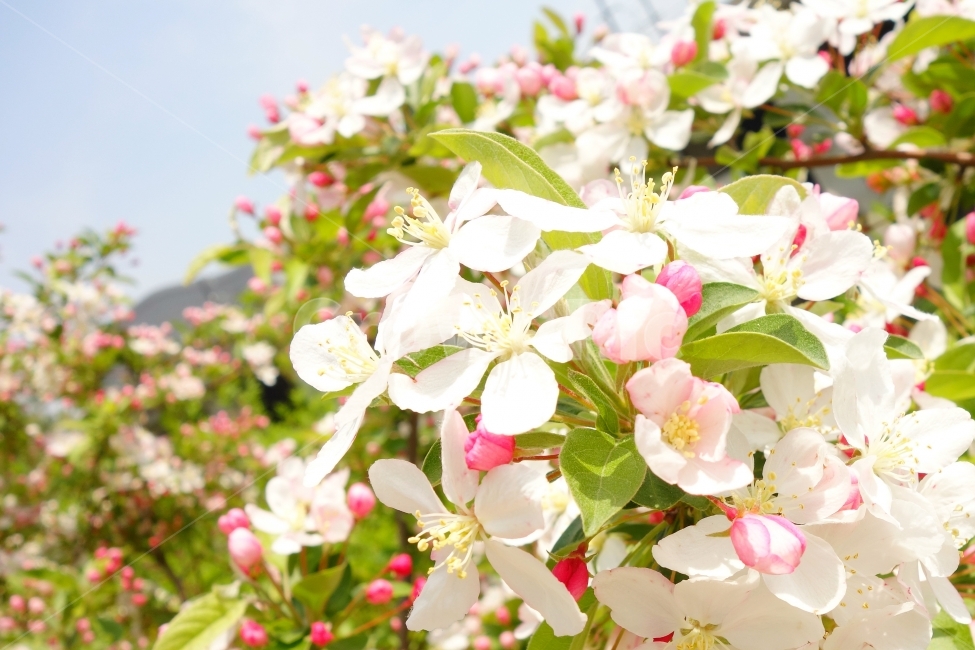 봄,감성사진,자연,꽃,풍경사진,풍경,분홍,pink,봄,계절,spring,season,식물,자연,plants,nature,꽃,flower,plant