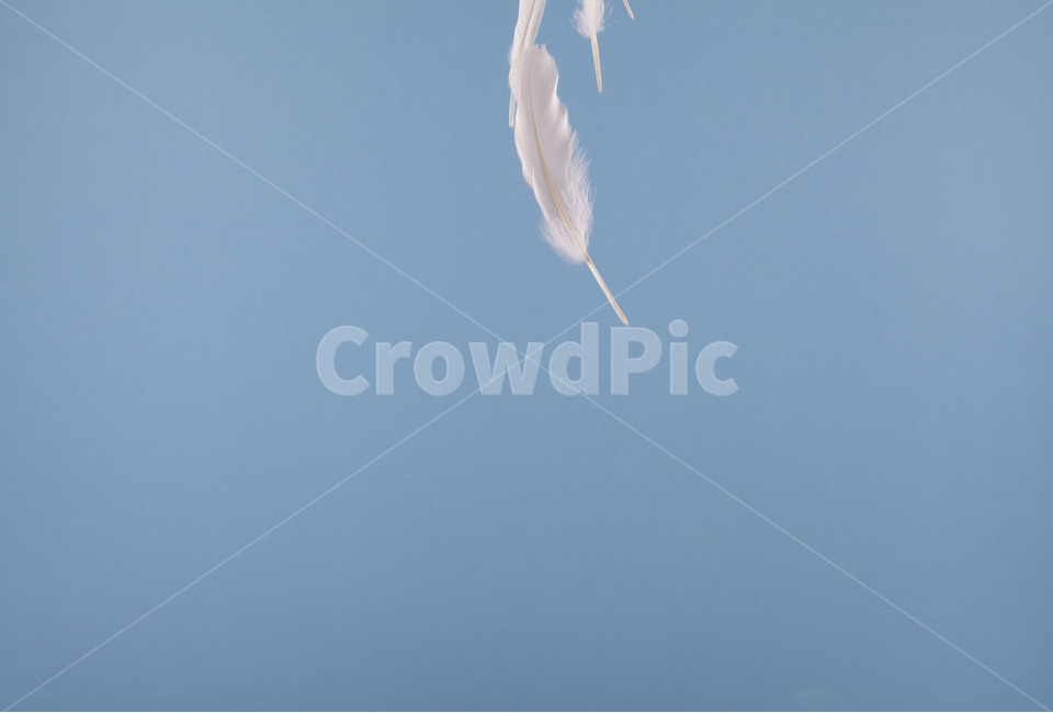 깃털,순간포착,새,흰털,feather,날개,wing,감성,몽환,환생,연출,컨셉,콘셉,direction,concept