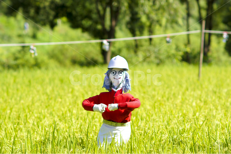 허수아비,여름,벼,벼이삭,농작물,논,시골,마을,풍경,landscape,country,rural,town,산업,industry,industrial,농업,농사,agriculture,farming,farming industry