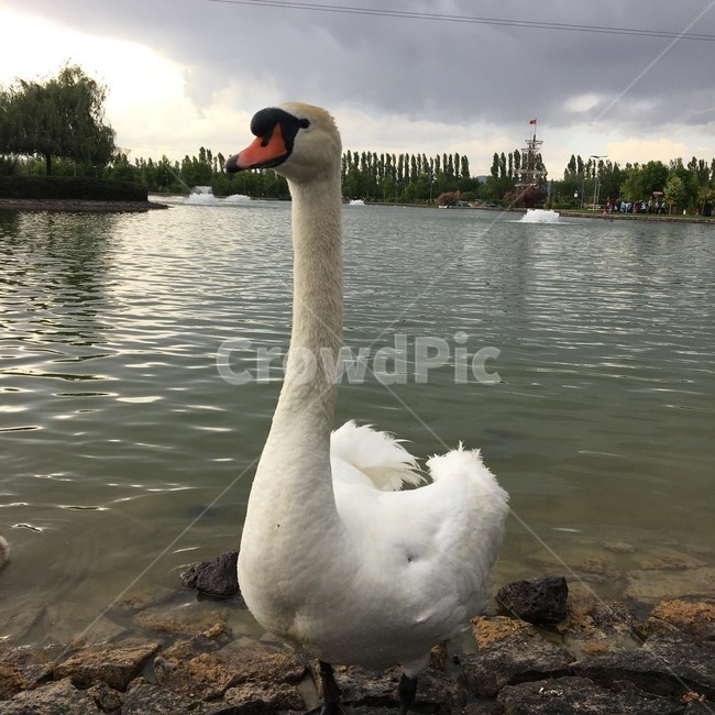 백조,새,호수,조류,흰새,bird,swan,동물,animal,조류,새,birds