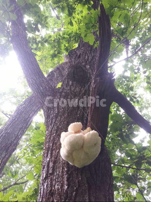 노루궁뎅이버섯,궁뎅이버섯,버섯,자연산버섯,야생버섯,식물,자연,plants,nature,버섯,mushroom