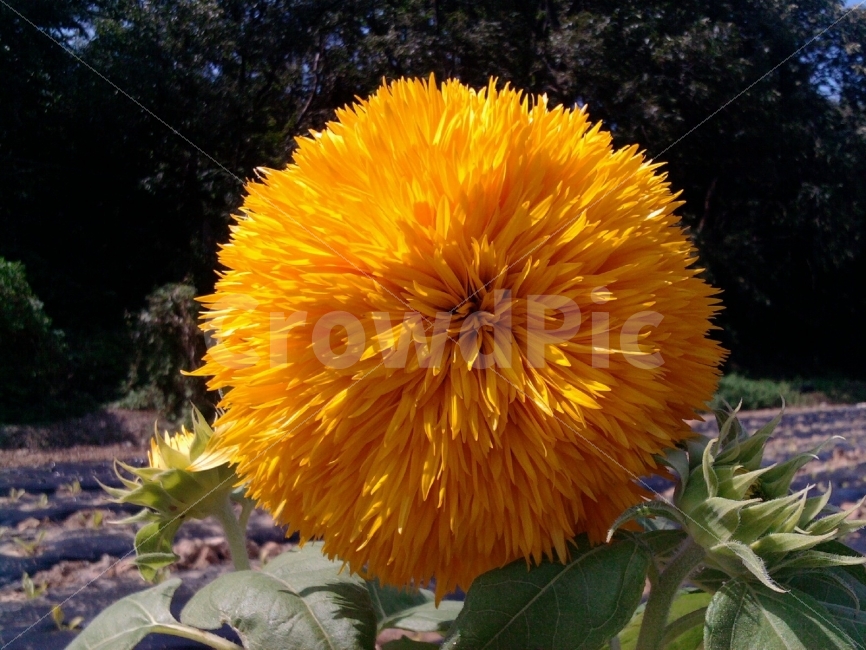 꽃,해바라기꽃,노란색,계절,돌연변이,화단,식물,자연,plants,nature,꽃,flower