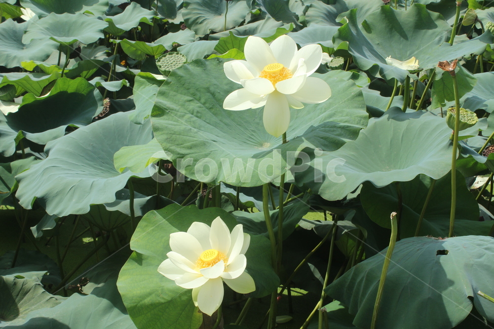 꽃,flower,연꽃,연잎,꽃잎