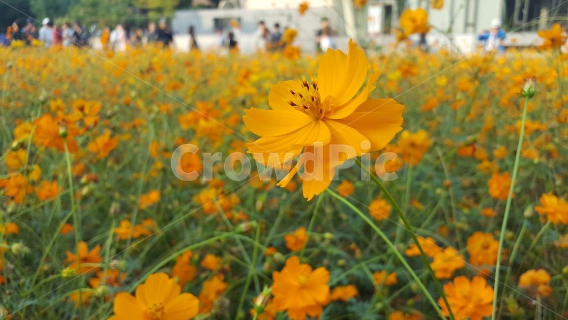 꽃,코스모스,꽃밭,식물,가을,풍경,황화코스모스,올림픽공원,가을,계절,fall,autumn,season,식물,자연,plants,nature,꽃,flower