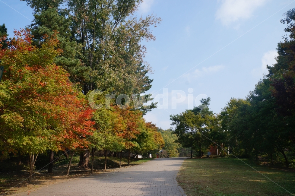 산책,단풍,나무,공원,길,쉼,가을,여름,가을,계절,fall,autumn,season,자연,풍경,nature,landscape,plant,식물,tree