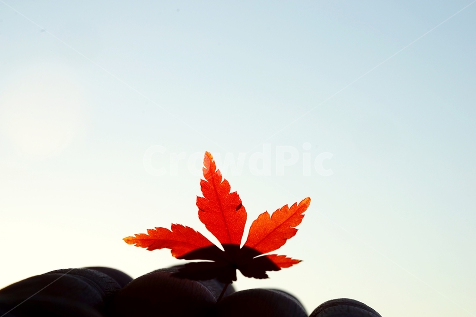 단풍잎,단풍,낙엽,나뭇잎,단풍나무,가을,계절,fall,autumn,season,plant,식물,leaf,잎,tree,나무