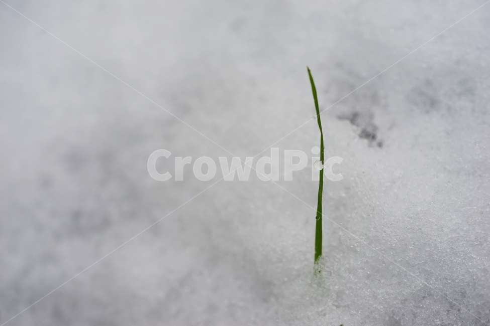 눈,첫눈,풀,물방울,이슬방울,겨울,계절,winter,season