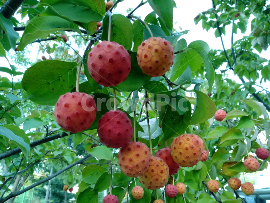 산딸나무,식물,열매,plant,들매나무,미영꽃나무,四照花,kousadogwood,준딸나무,소리딸나무,애기산딸나무,굳은산딸나무,과일,열매,fruit