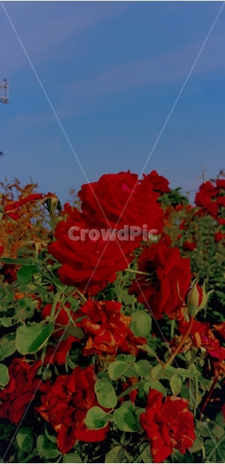 plant,식물,flower,blossom,꽃,rose,장미,빨간장미,red,redrose