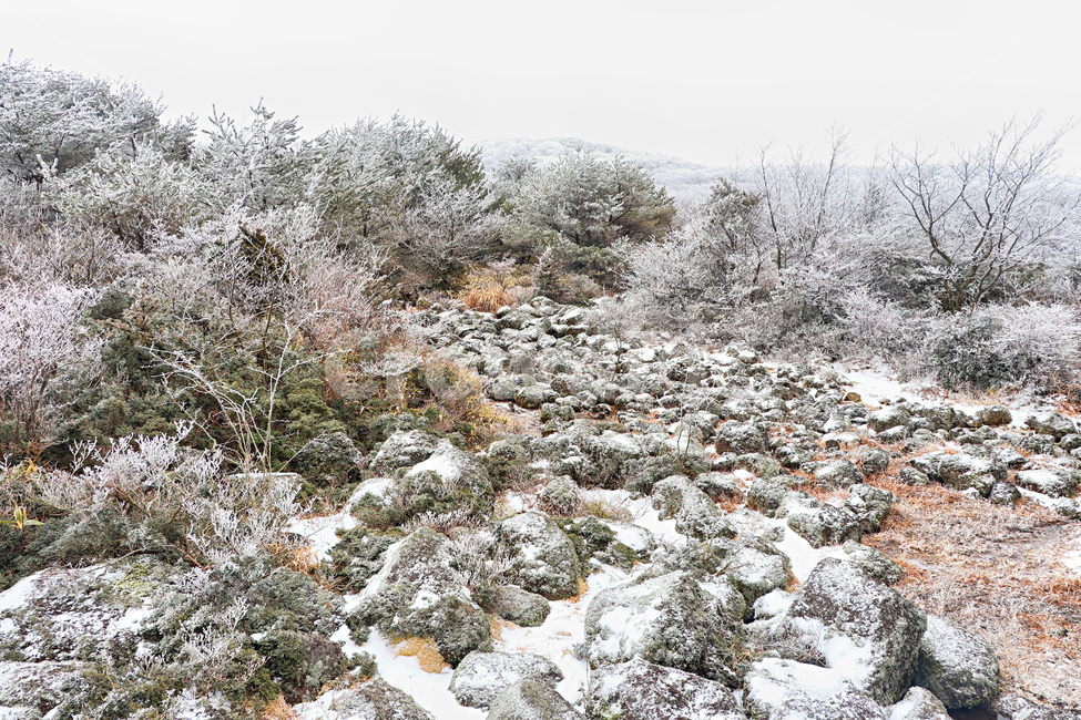 제주도,한라산,1100고지,한라산1100고지,설경,눈꽃,습지,겨울,겨울풍경,눈,snow,자연,옥외,nature,outdoors