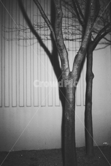 나무,풍경,동네,필름느낌,필름,배경,백그라운드,흑백,감성,식물,자연,plants,nature,나무,trees,wood,흑백,모노톤,monochrome,black and white