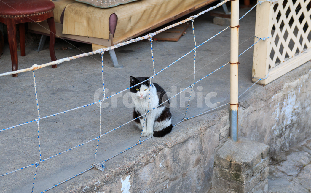 고양이,길고양이,검은고양이,길냥이,도둑고양이,동물,산동네,달동네,빈민가,떠도는,방황하는,경계하는,동물,animal,포유류,mammal,고양이,cat,kitten,kitty