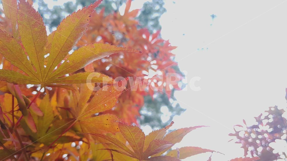 나무잎,나뭇잎,가을,가을단풍,그늘,감성,잎,leaf,maple,단풍,식물,tree,나무,plant,가을,계절,fall,autumn,season