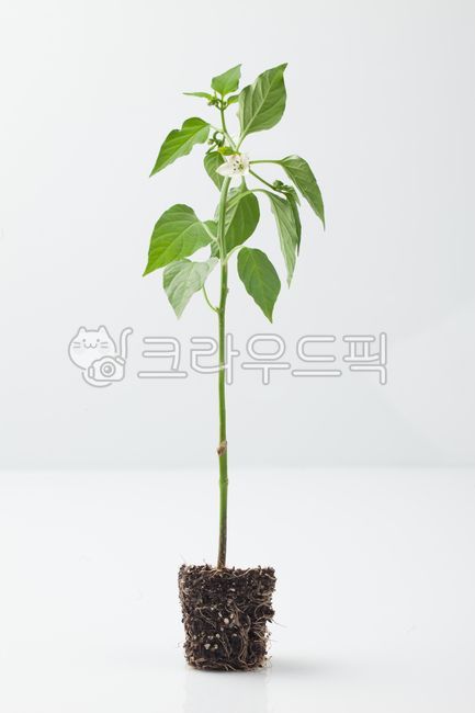 식물,고추모종,고추,흙,초록색,뿌리,잎