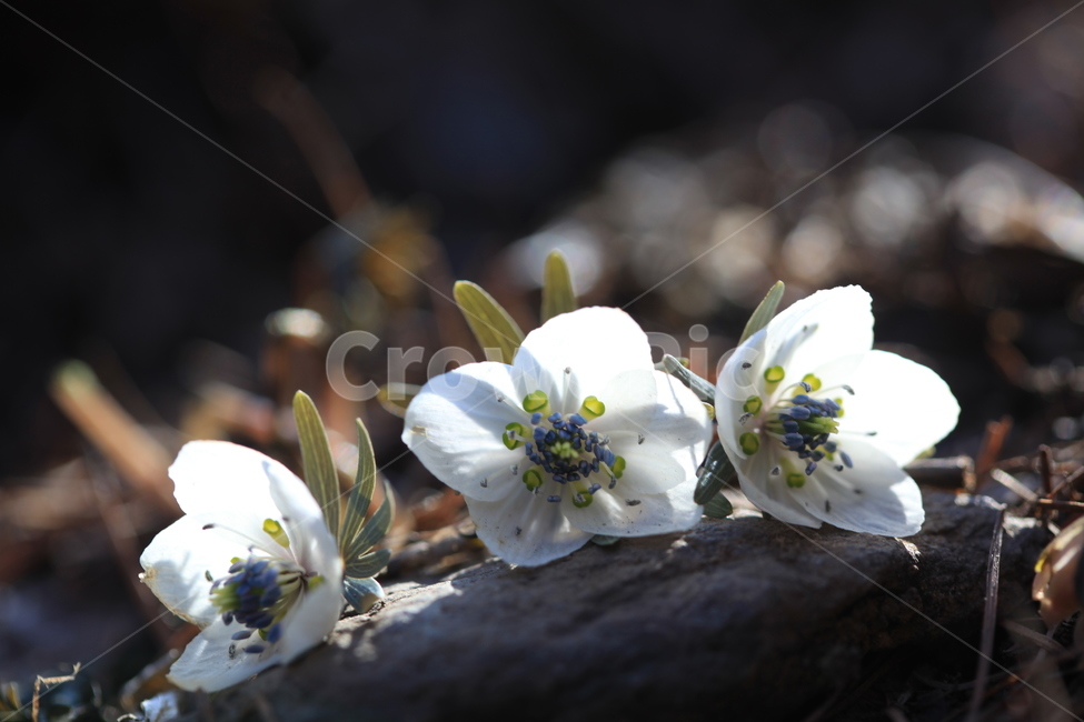 야생화,봄야생화,변산바람꽃,귀여움,우리꽃,한국특산종,식물,자연,plants,nature,꽃,flower