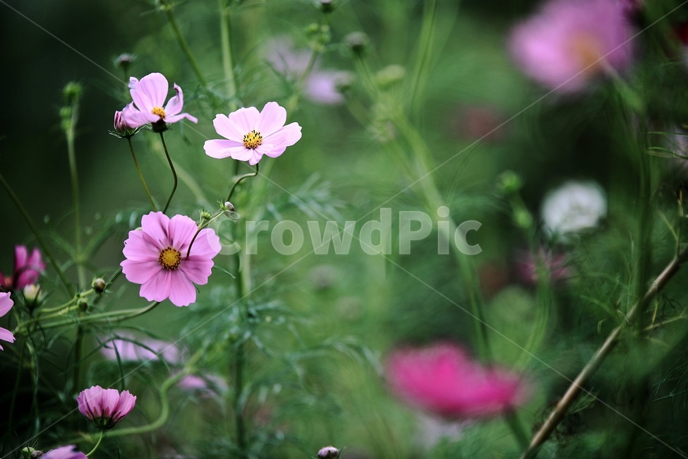 꽃,blossom,flower,코스모스,식물,plant,식물,자연,plants,nature,꽃,flower