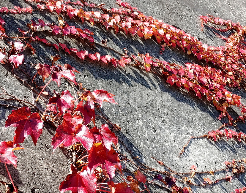 가을,담쟁이,넝쿨,식물,나무,가을,계절,fall,autumn,season,식물,자연,plants,nature,plant,leaf,잎